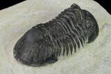Bargain, Paralejurus Trilobite Fossil - Ofaten, Morocco #154368-4